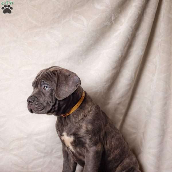 Eeyore, Cane Corso Puppy